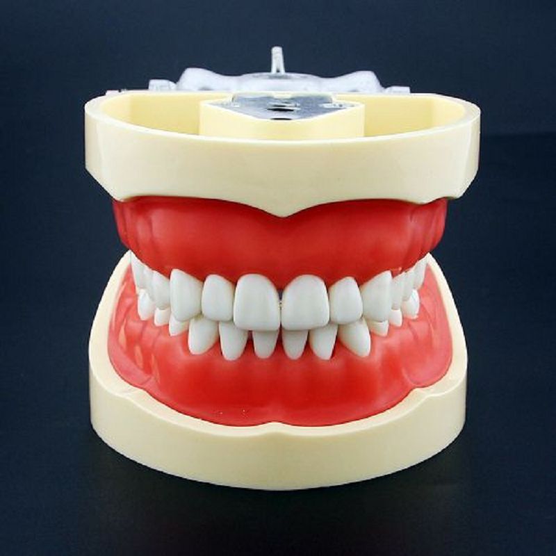 thumbnail image 2 of Dental Typodont Model With Removable Teeth 32 Teeth Model For Dental 2 of 13
